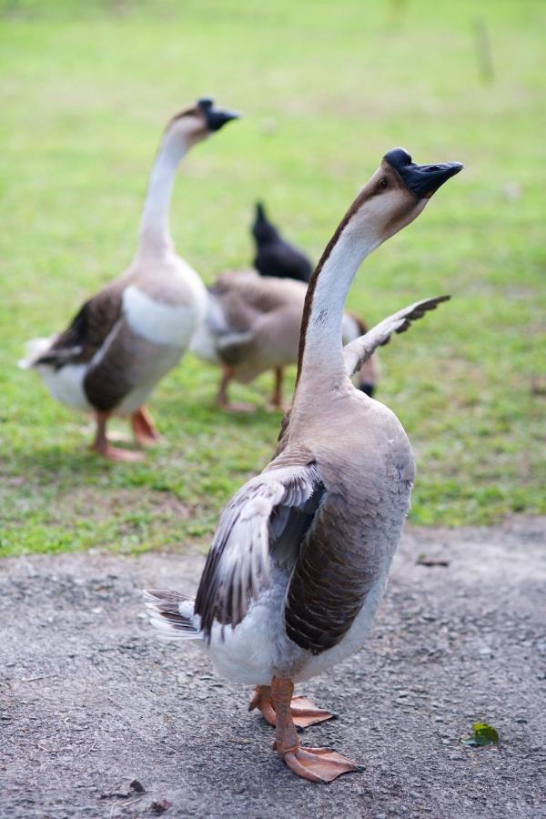 דונגשאן Meihua Lake Leisure Farm מראה חיצוני תמונה